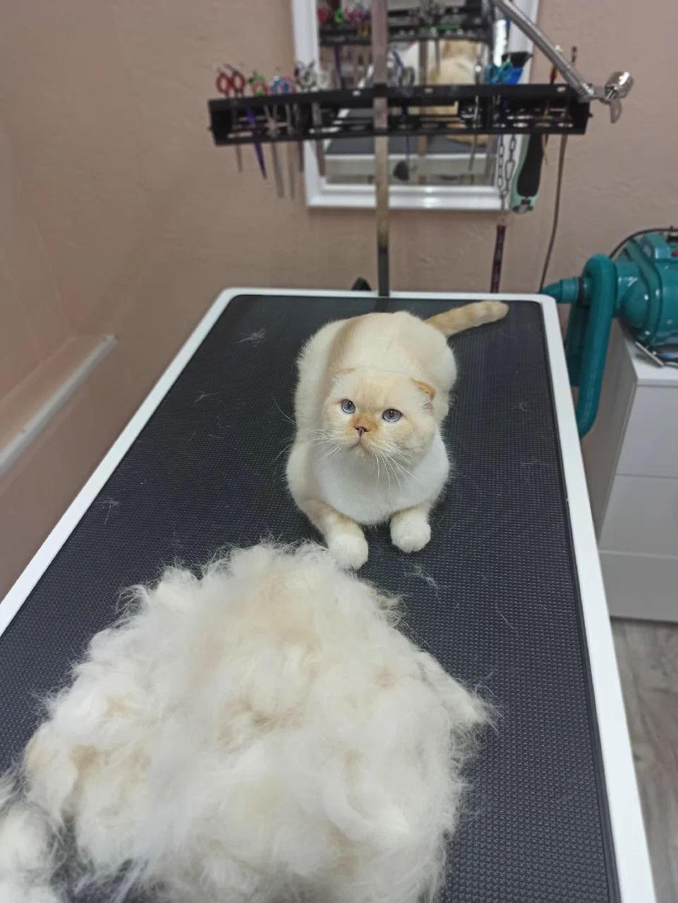 Ухоженный питомец после груминга — работа салона PETS