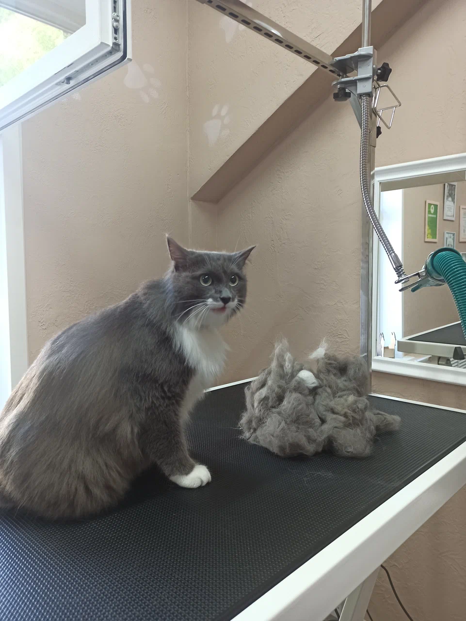 Стрижка и укладка шерсти — работа салона PETS