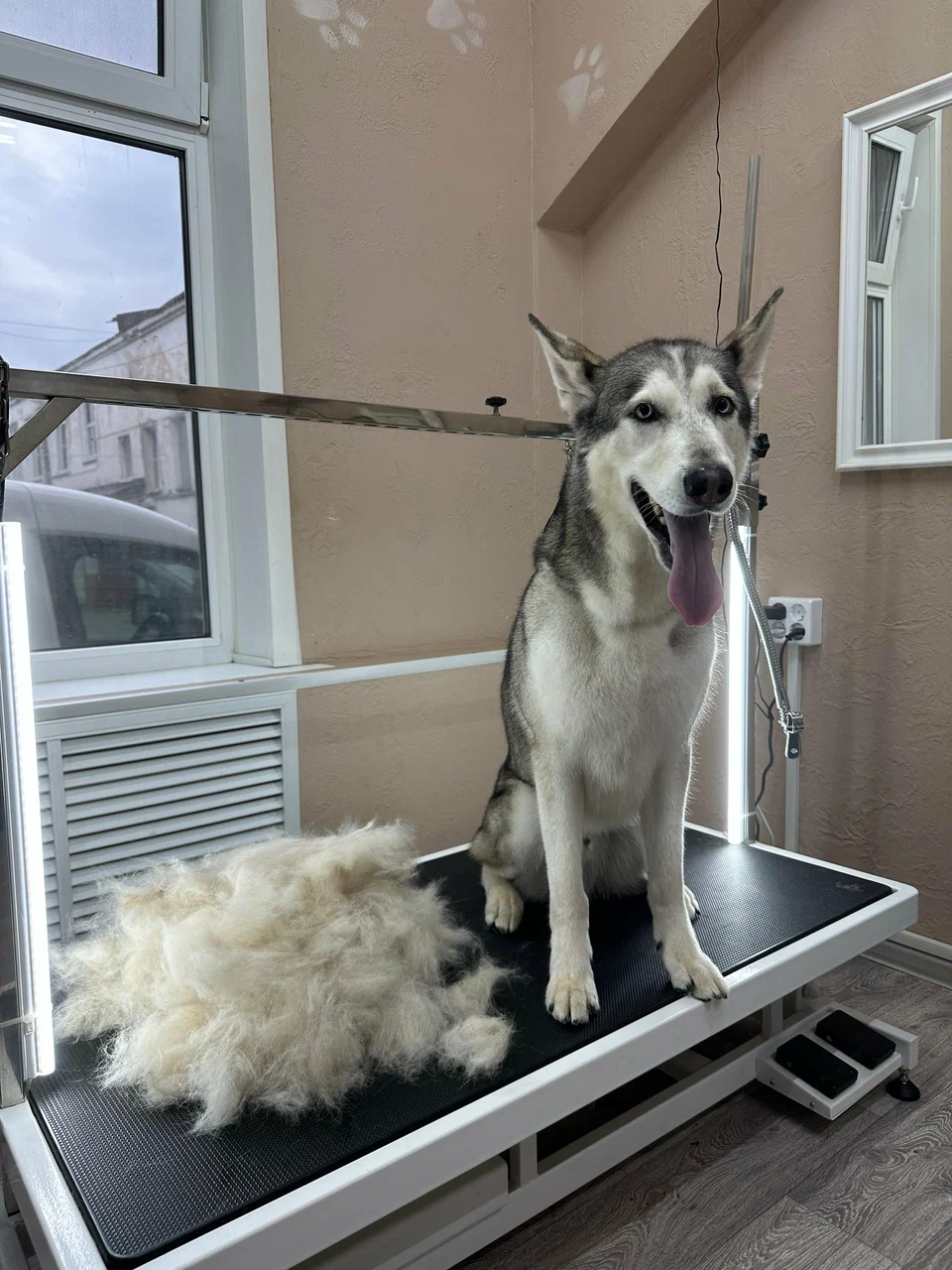 Аккуратная модельная стрижка — работа салона PETS