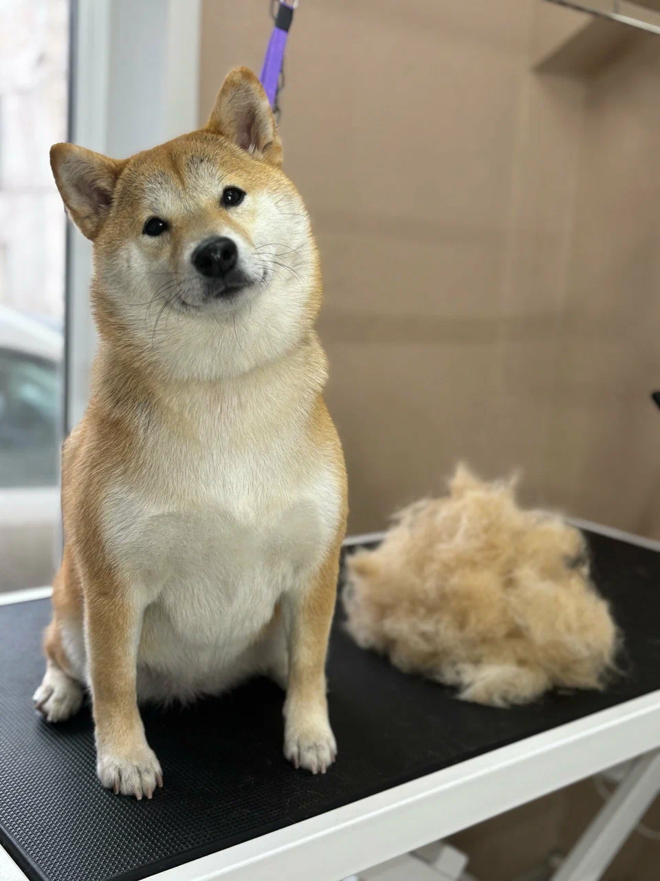 Питомец после полного комплекса — работа салона PETS