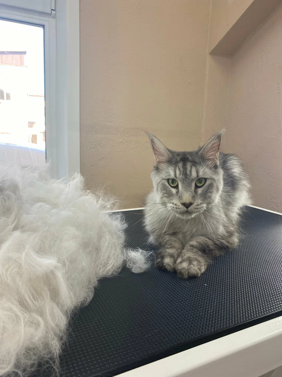 Ухоженная шерсть после мытья и укладки — салон PETS